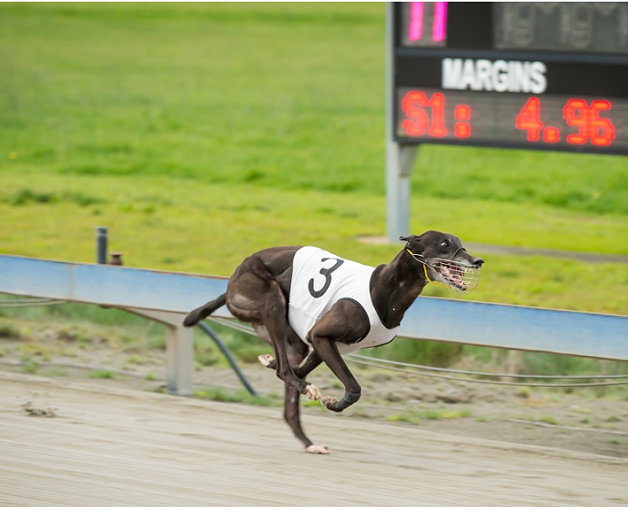 Forget Me Not Greyhound - Form, Stats & News