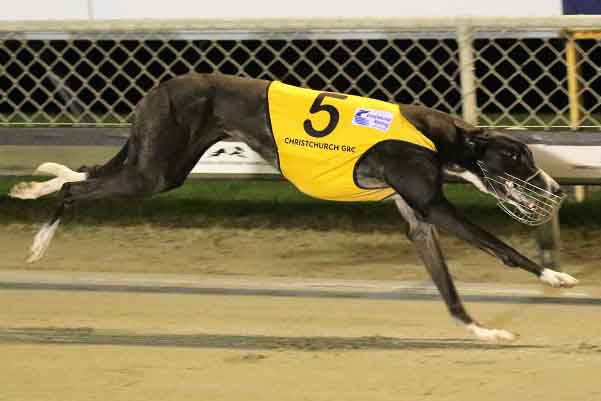 Greyhound of the Year - NZ Greyhound Racing